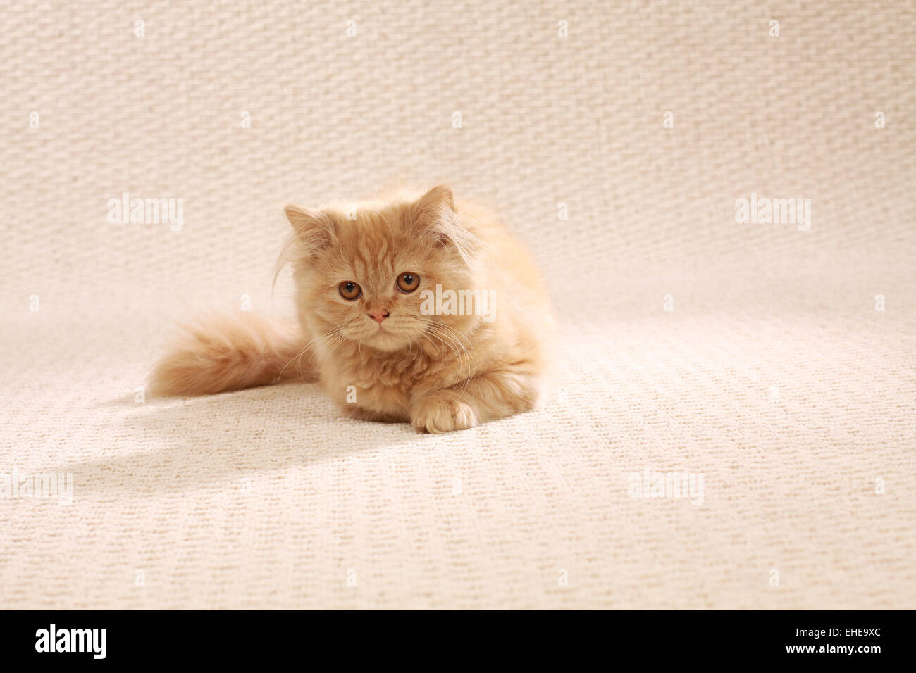 Gato de mohair Foto de stock
