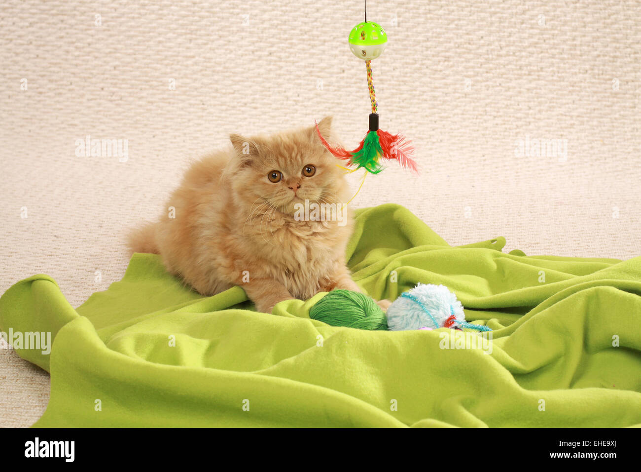 Gato de mohair Foto de stock