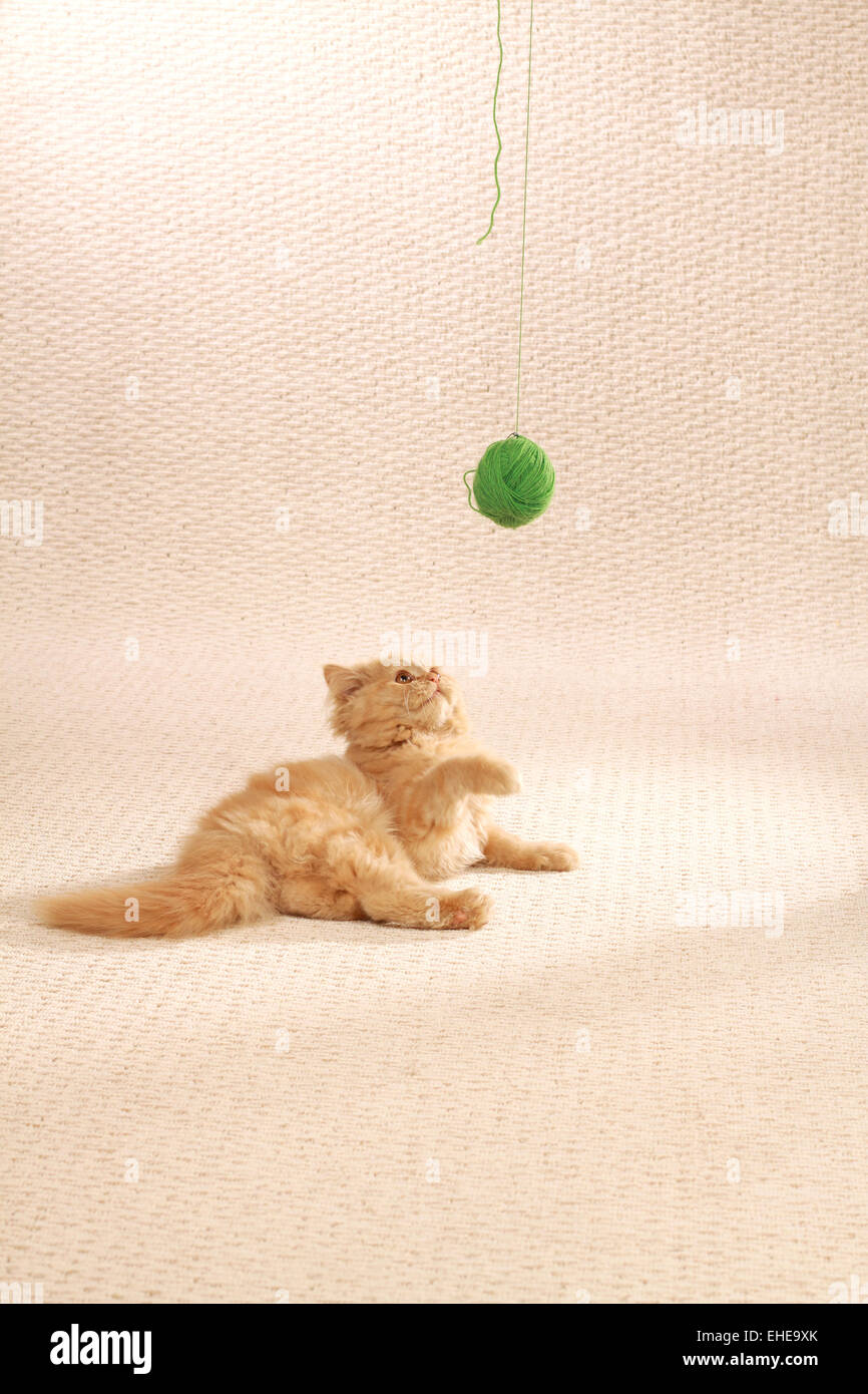 Juega con el verde Wollknäul Mohairkatze Foto de stock