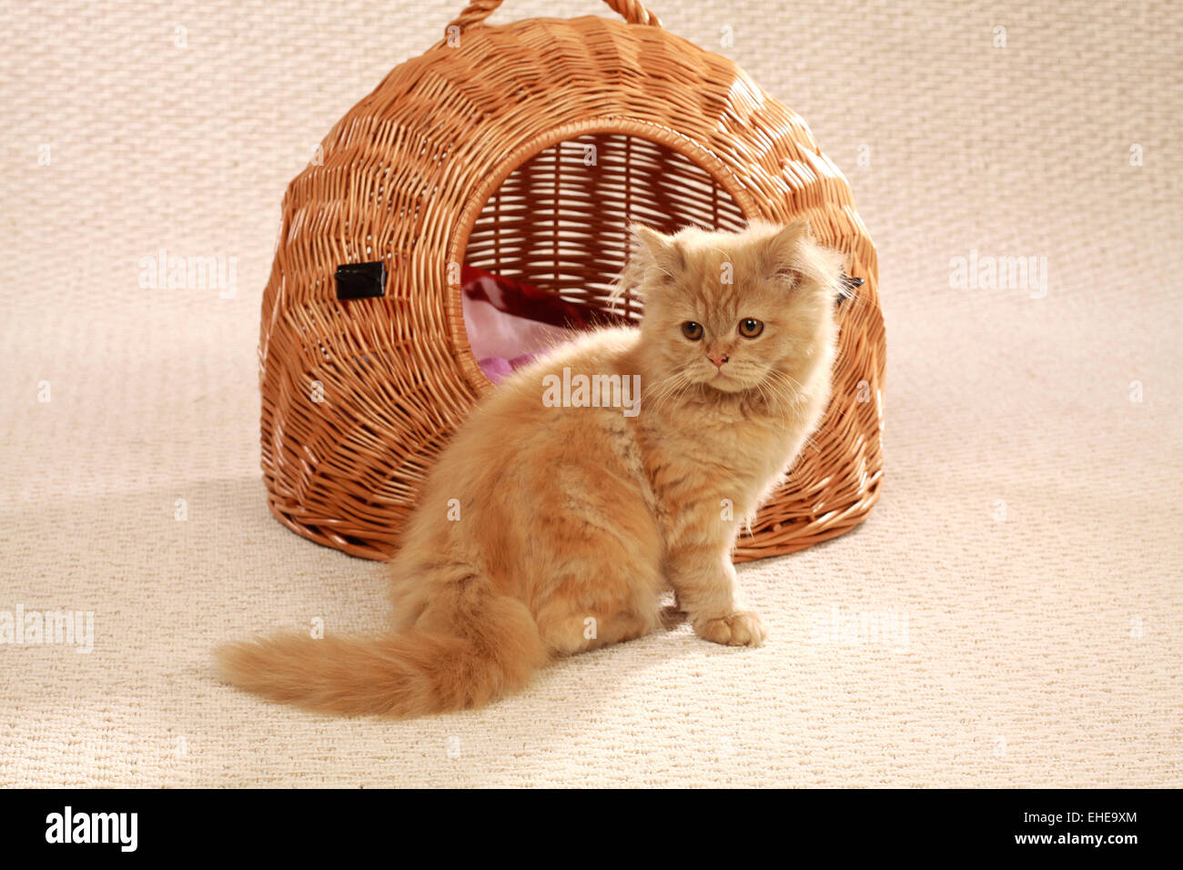 Gato de mohair Foto de stock