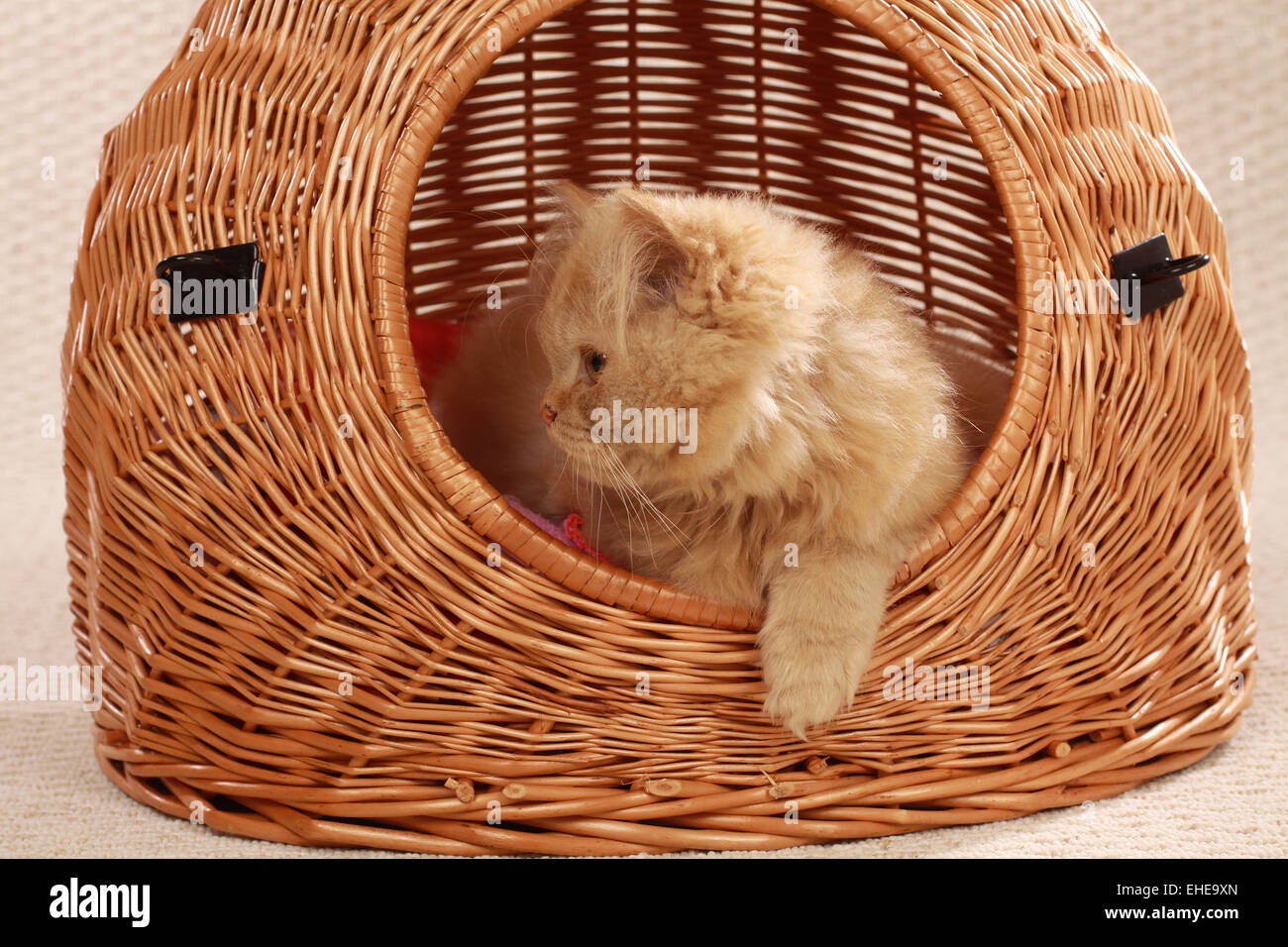 En la cesta Mohairkatze cat Foto de stock