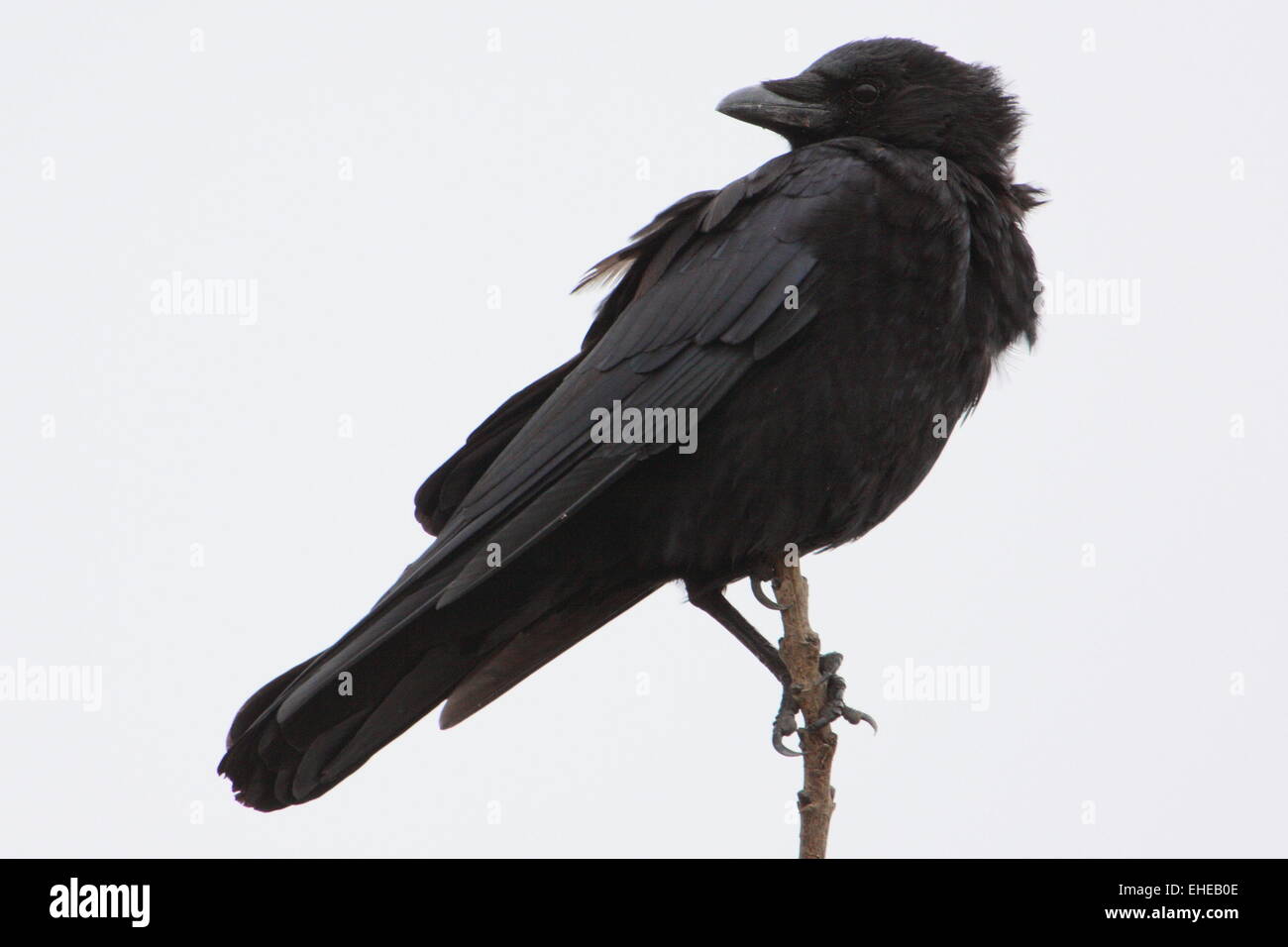 Carrion crow Foto de stock