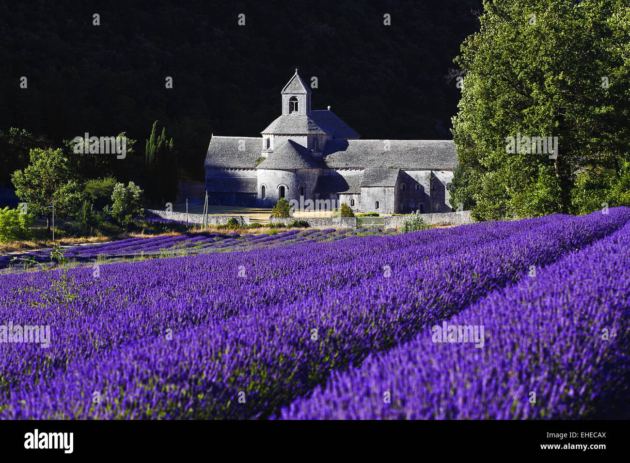 De Abbey Senanque, Vaucluse, Provenza, Francia Foto de stock