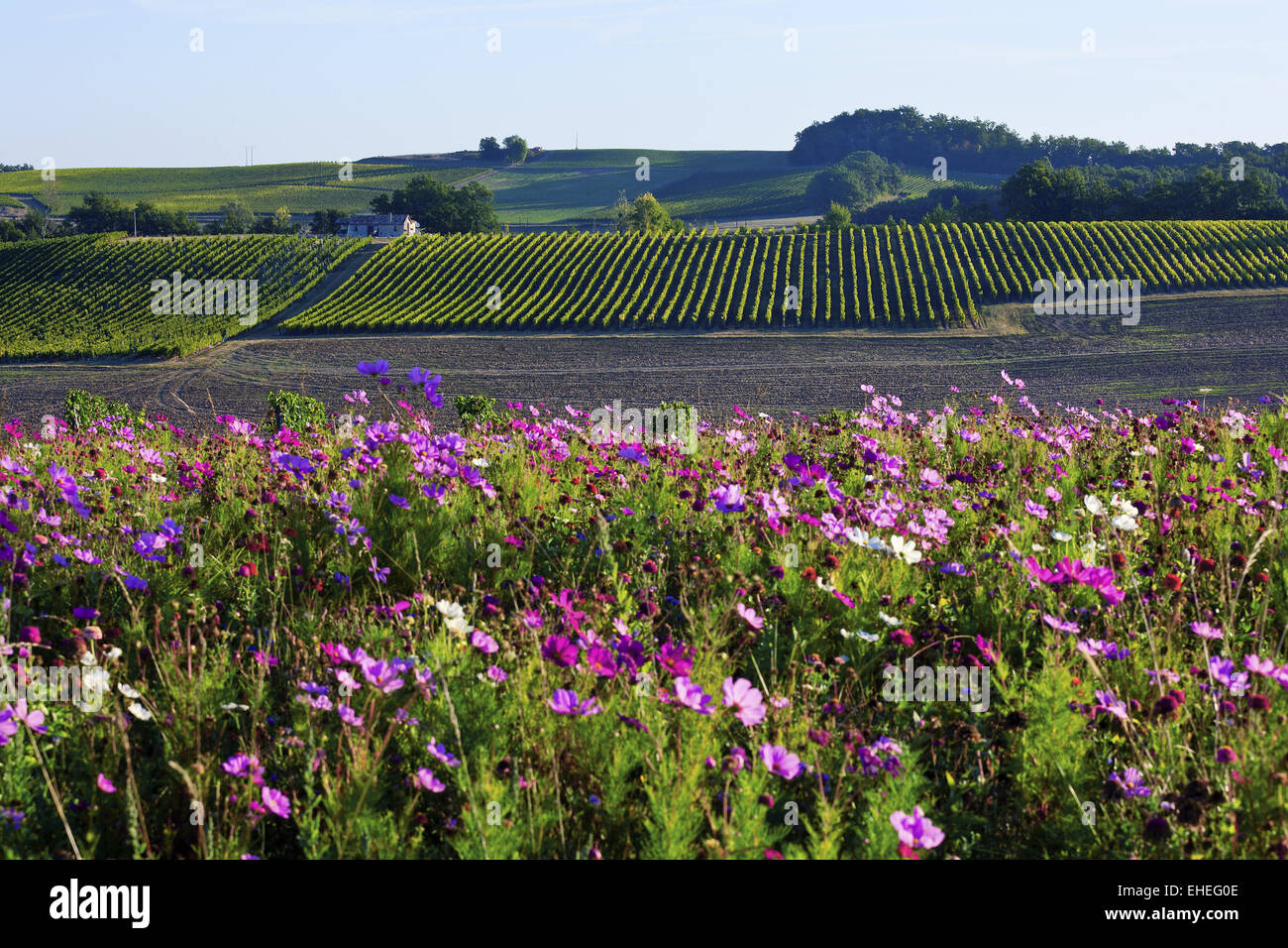 Campo cosmos y los viñedos de Burdeos, Francia Foto de stock