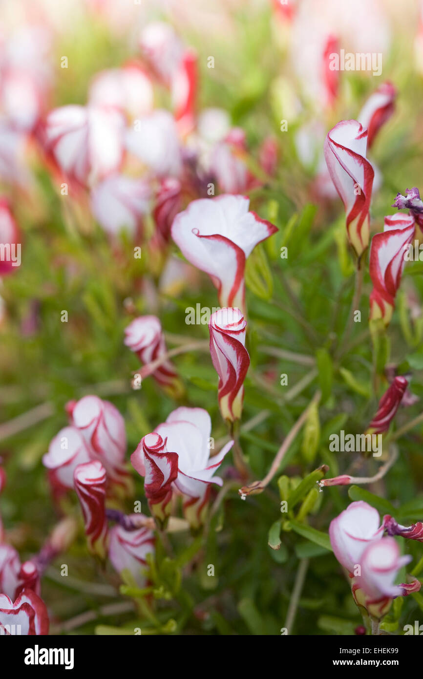 Oxalis versicolor flores. Candy Cane acedera crecen en un entorno