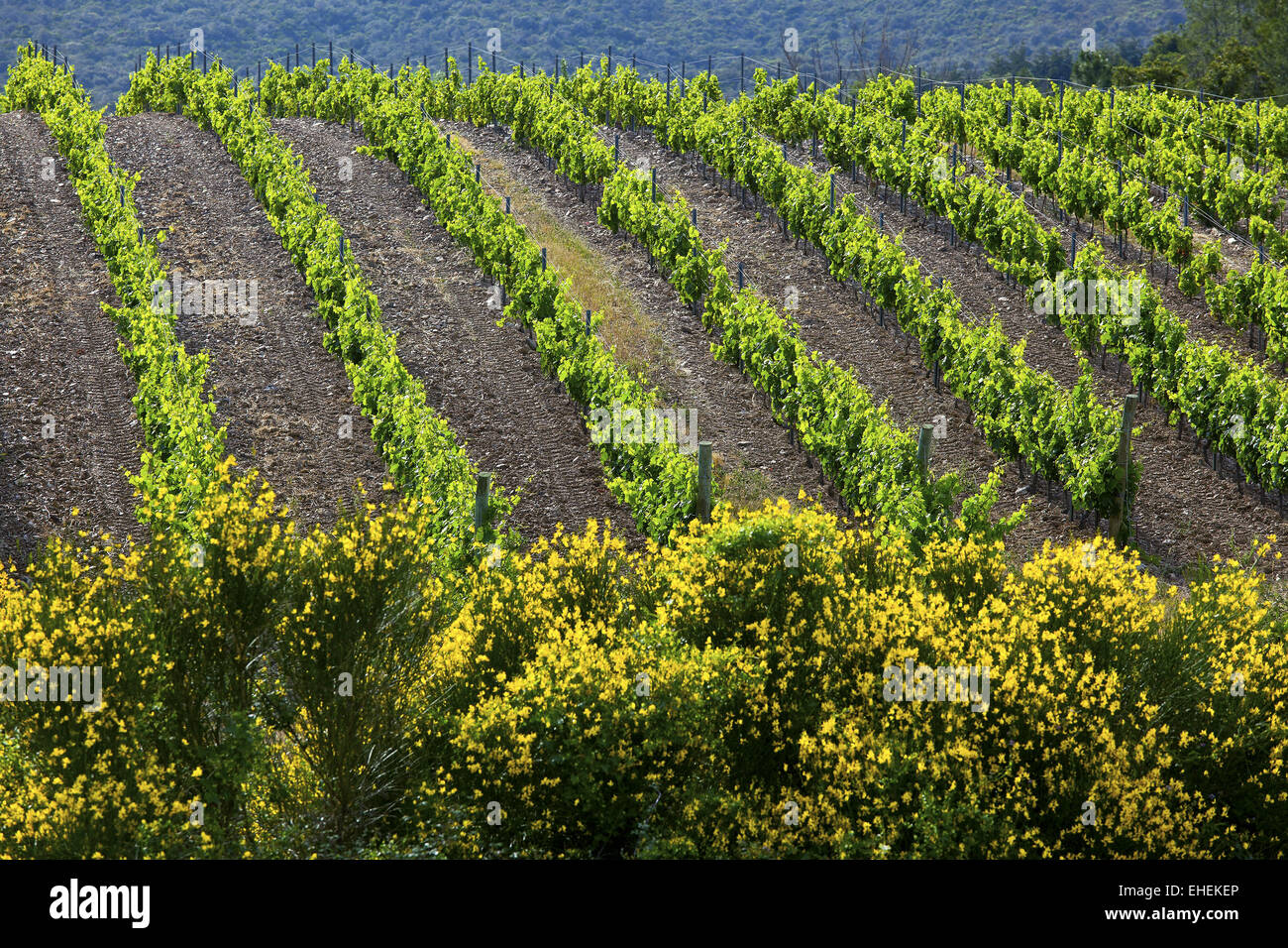 Filas de vino, viñedos de Corbieres, Francia Foto de stock