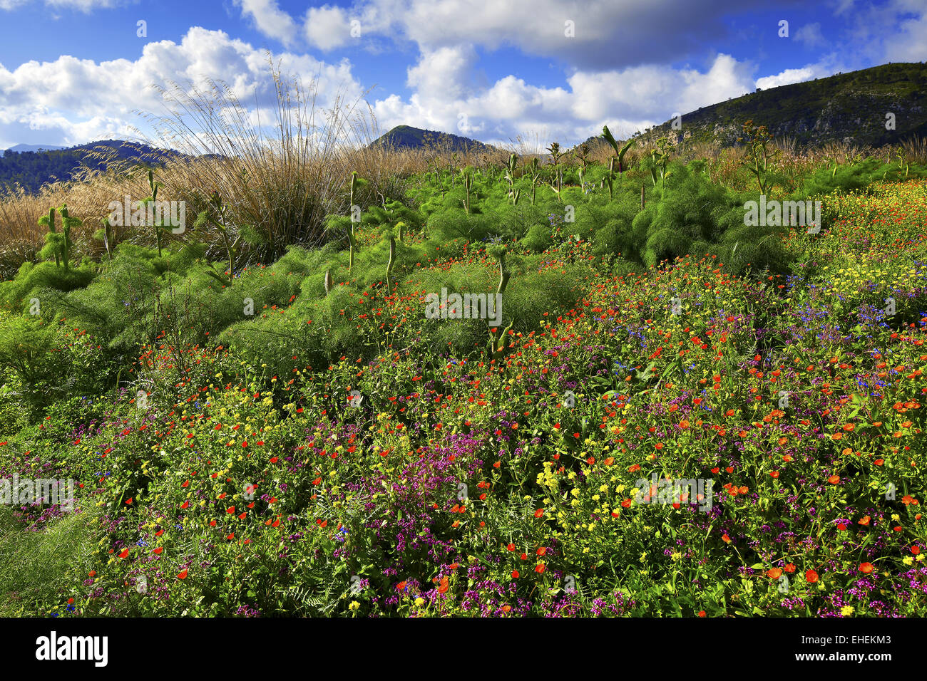 Meadow floración en primavera con hinojo silvestre Foto de stock