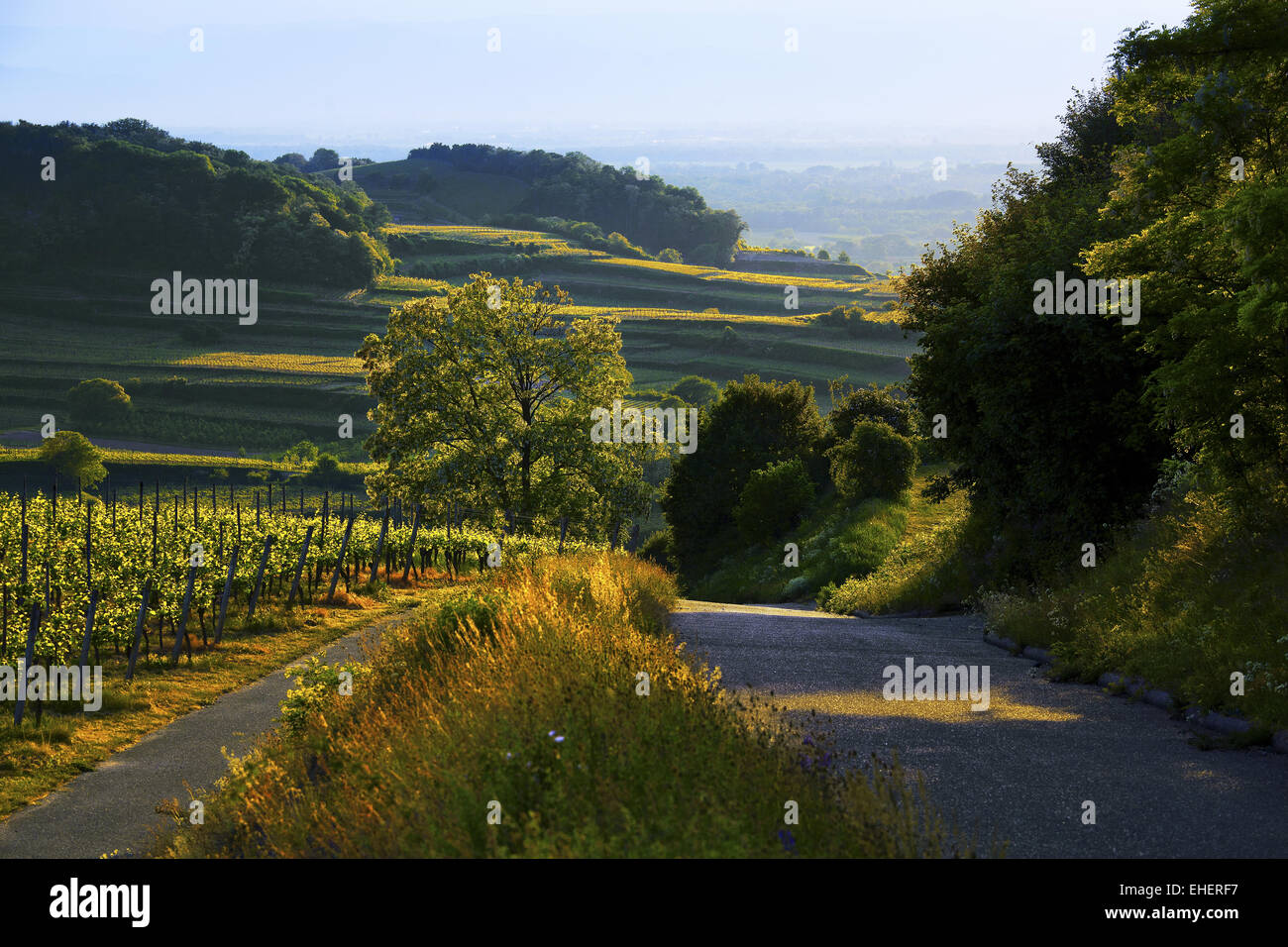 Rutas en los viñedos, Kaiserstuhl, Alemania Foto de stock