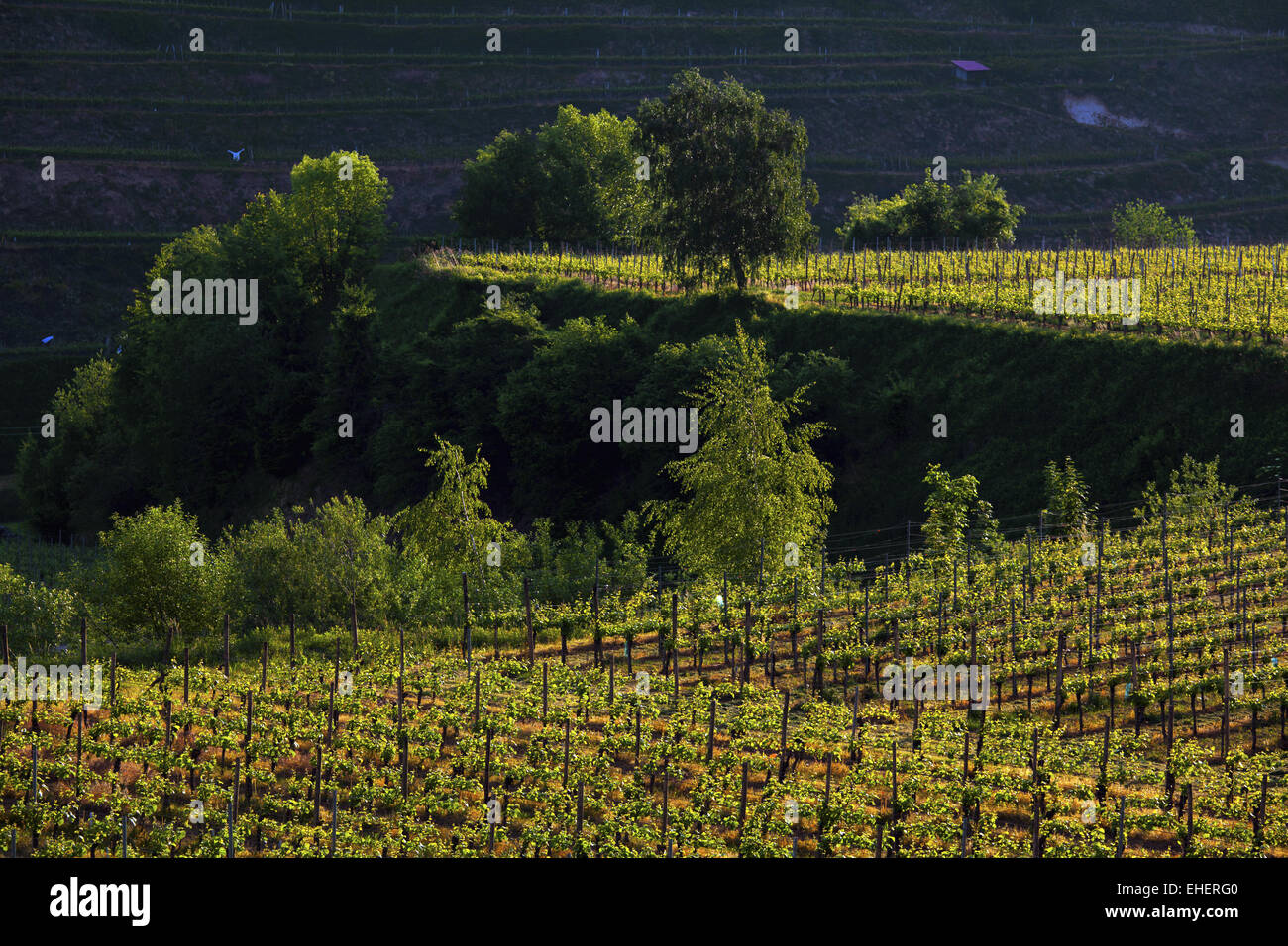 Los viñedos en las terrazas, Kaiserstuhl, Alemania Foto de stock