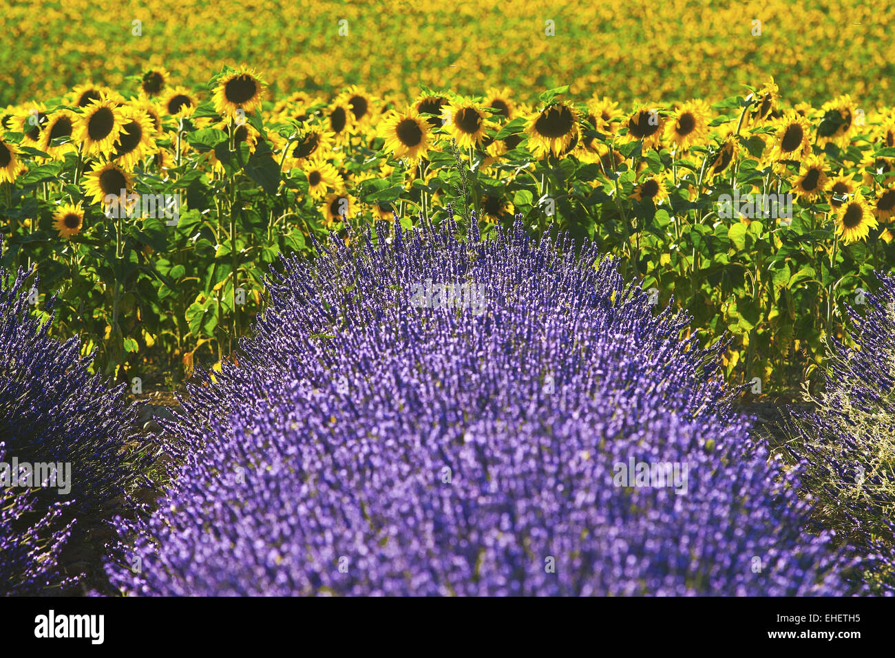 La lavanda y girasoles, Provenza, Francia Foto de stock