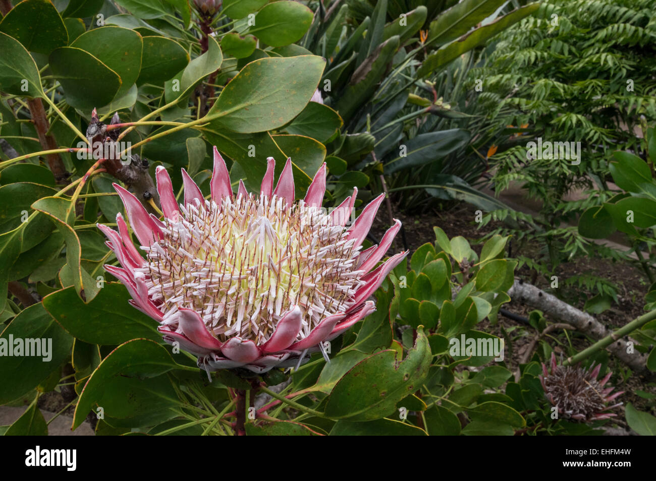 Protea Flower en el Parque Nacional de Garajonay en La Gomera, Islas Canarias Foto de stock