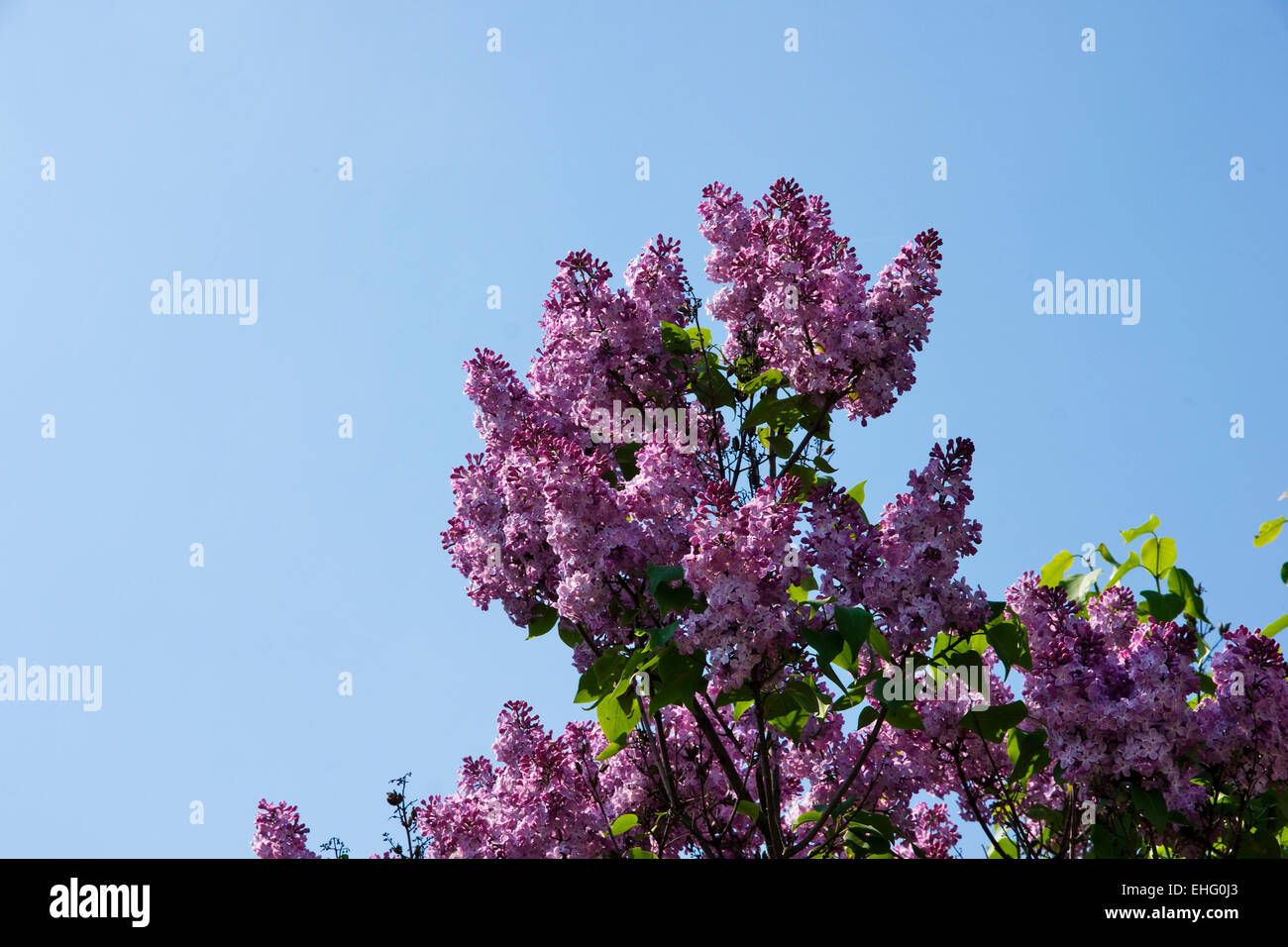 Flores púrpura sobre un árbol lilacs primavera Foto de stock