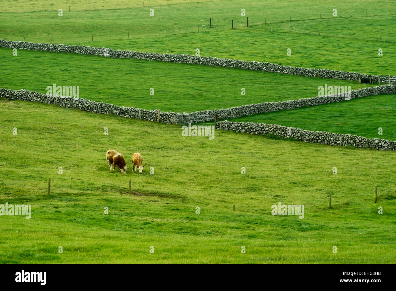 Las vacas en potreros con cercas de piedra. Irlanda Foto de stock