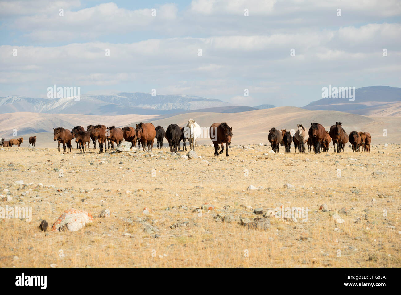 Libre salvajes caballos mongoles Mongolia Asia paisaje Foto de stock