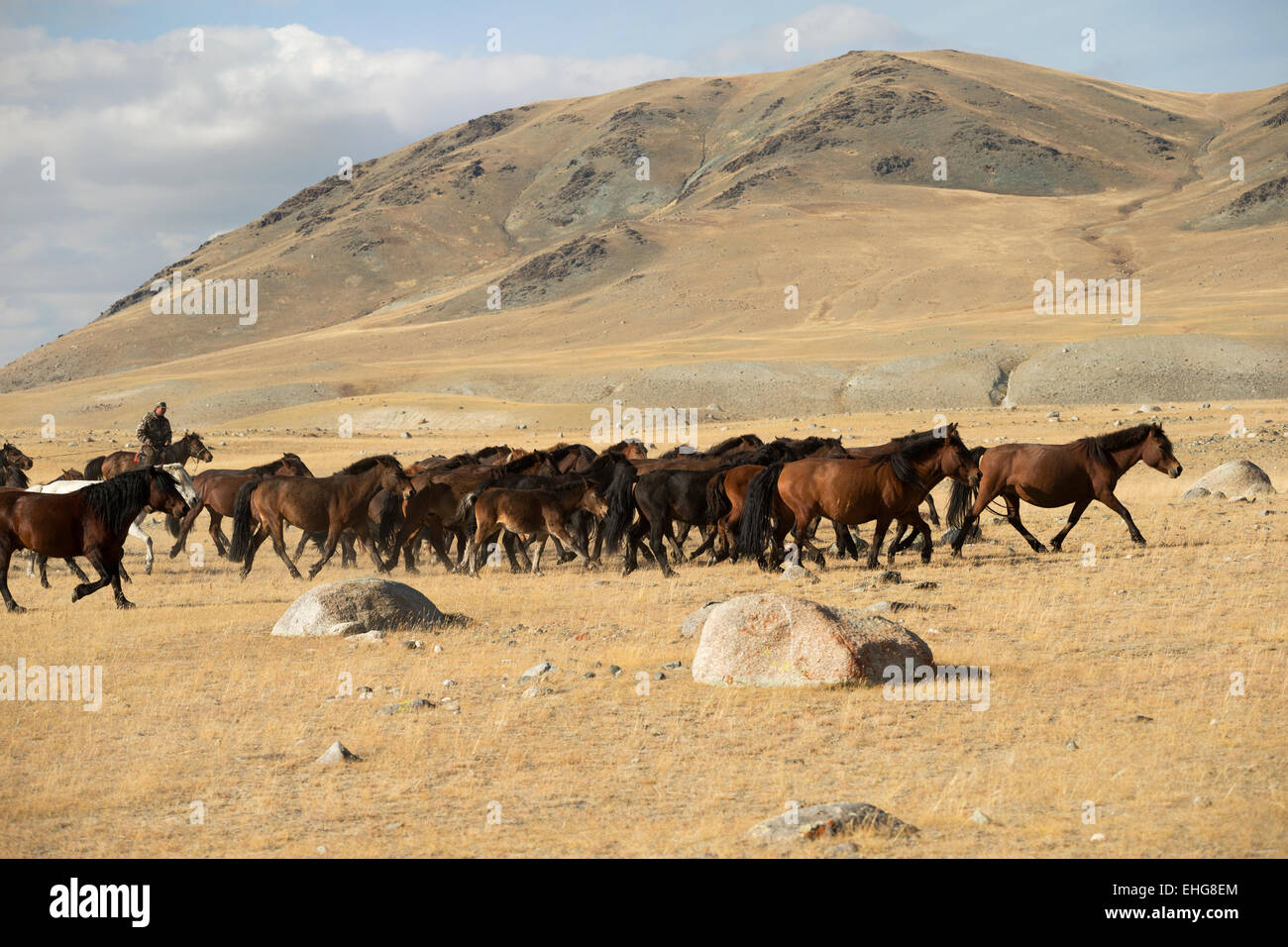 Libre salvajes caballos mongoles Mongolia Asia paisaje Foto de stock