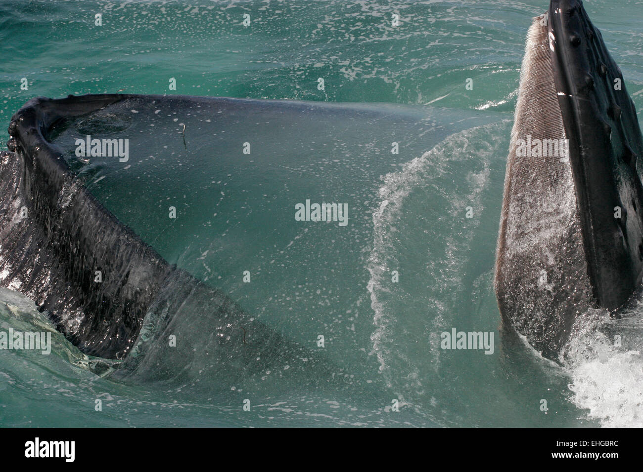 Una ballena jorobada superficies del Atlántico Norte con la boca abierta mientras se alimentan, closeup Foto de stock