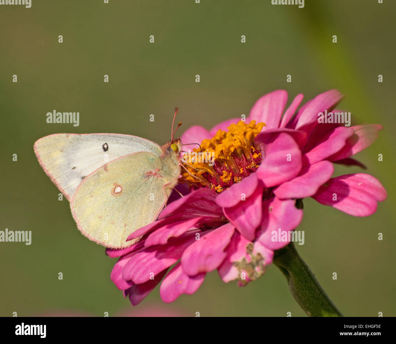 Azufre nublado alimentándose de una mariposa rosa Zinnia contra fondo verde Foto de stock