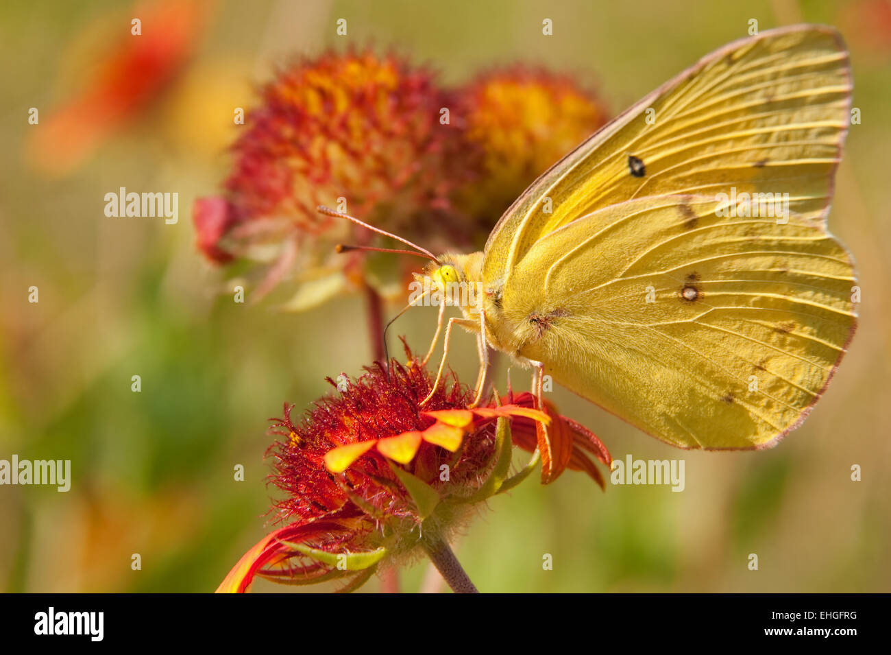 Azufre nublado mariposa sobre una manta indio flor Foto de stock
