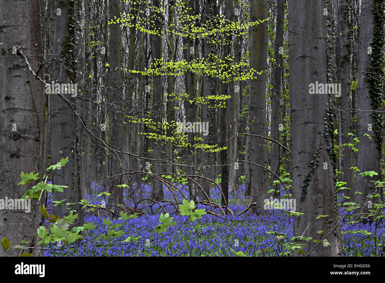 Las campánulas azules en la playa, bosques, Halle, Bélgica Foto de stock