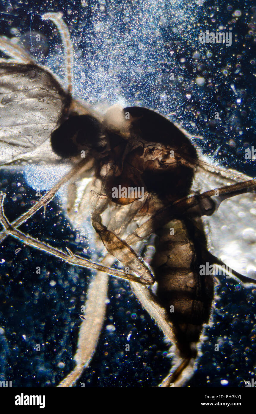Ciencia animal microscopía insecto Foto de stock