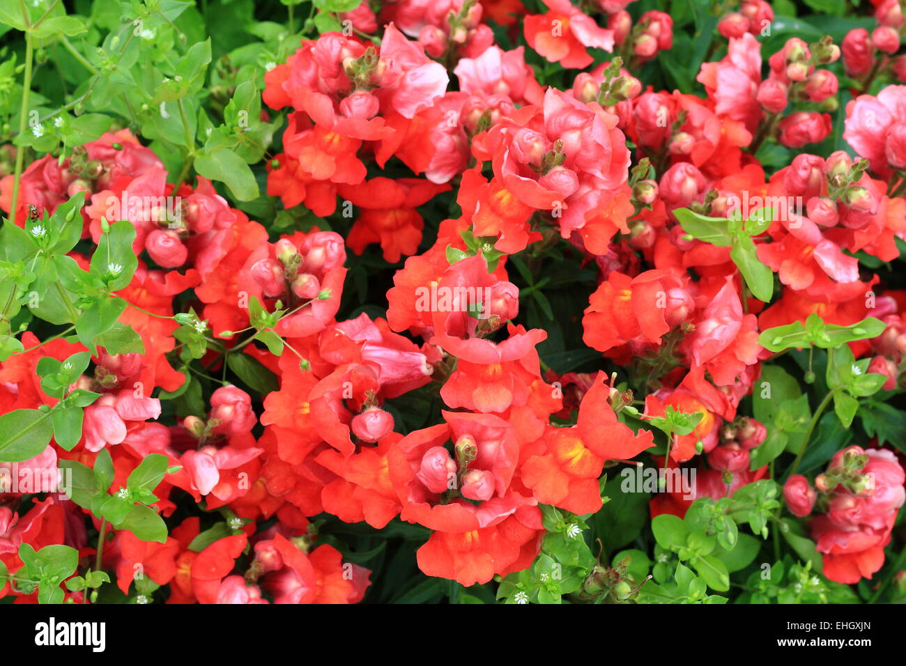 Jardín snapdragon color rojo Foto de stock
