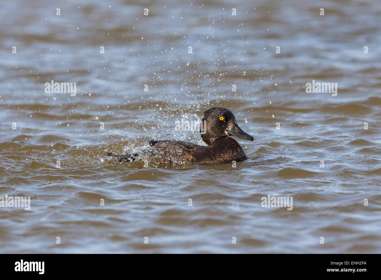 Tufted Duck (Aythya fuligula) en acicalarse Foto de stock