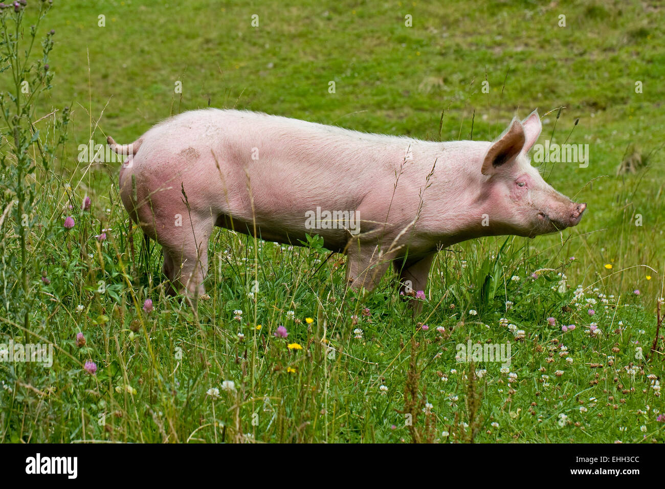 cerdo Foto de stock