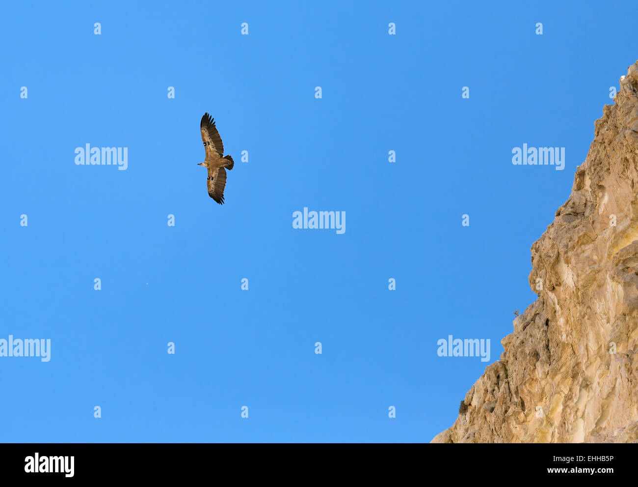 Con el águila de cabeza blanca vuela alto en el cielo Foto de stock