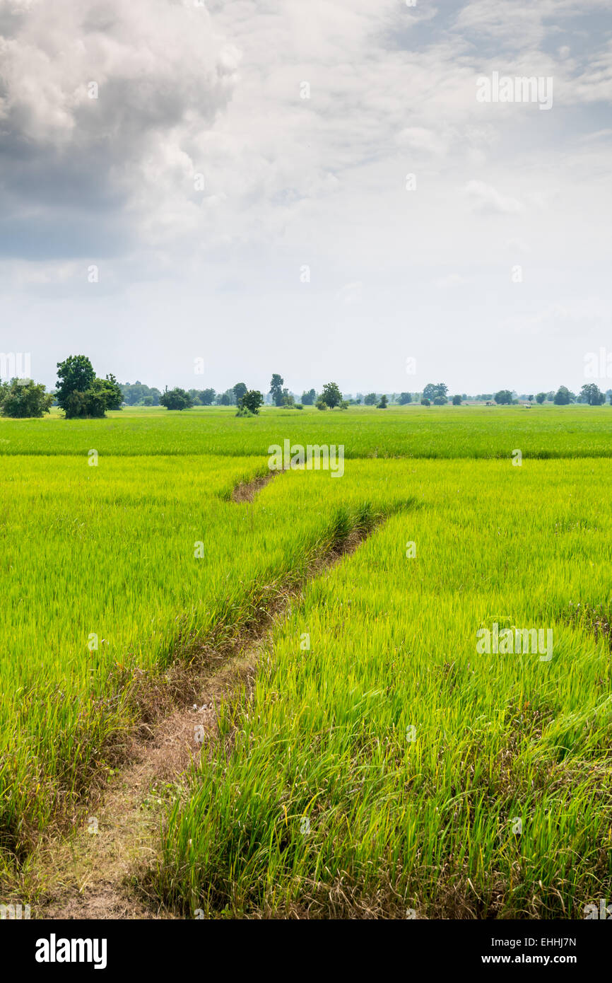 Campo de arroz en verde no urbanas de Tailandia Foto de stock