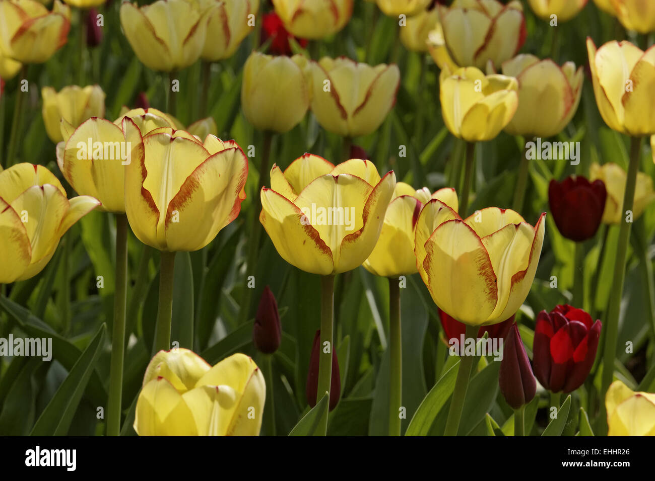 Foto retroiluminada de tulipanes amarillo Foto de stock