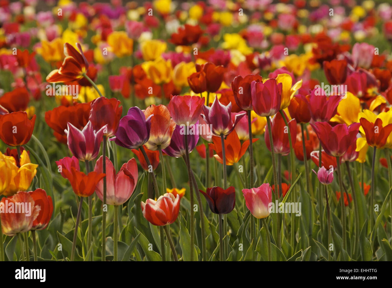 Campo de tulipanes en la Baja Sajonia, Alemania Foto de stock