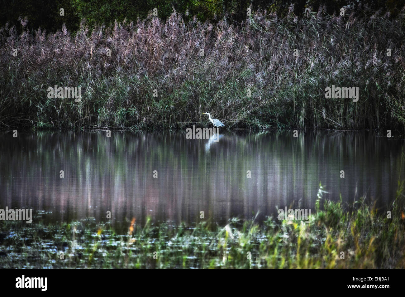 El área protegida del paisaje Luisenthal, Alemania Foto de stock