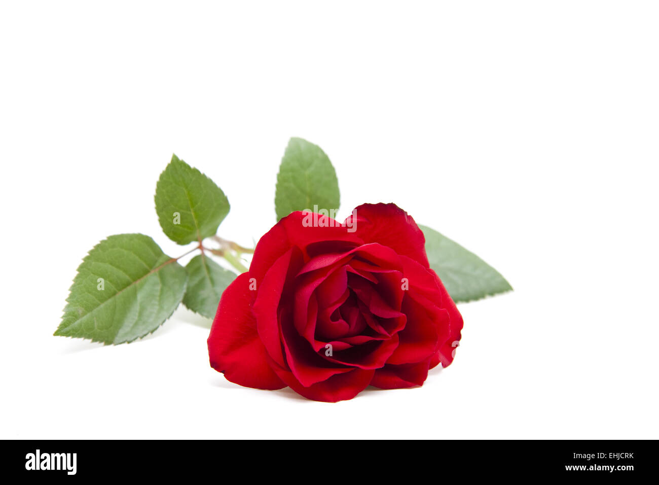 Rosa roja Foto de stock