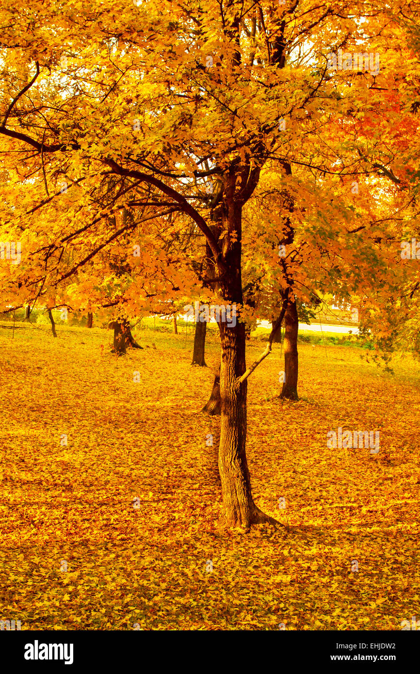 Paisajes de otoño Foto de stock