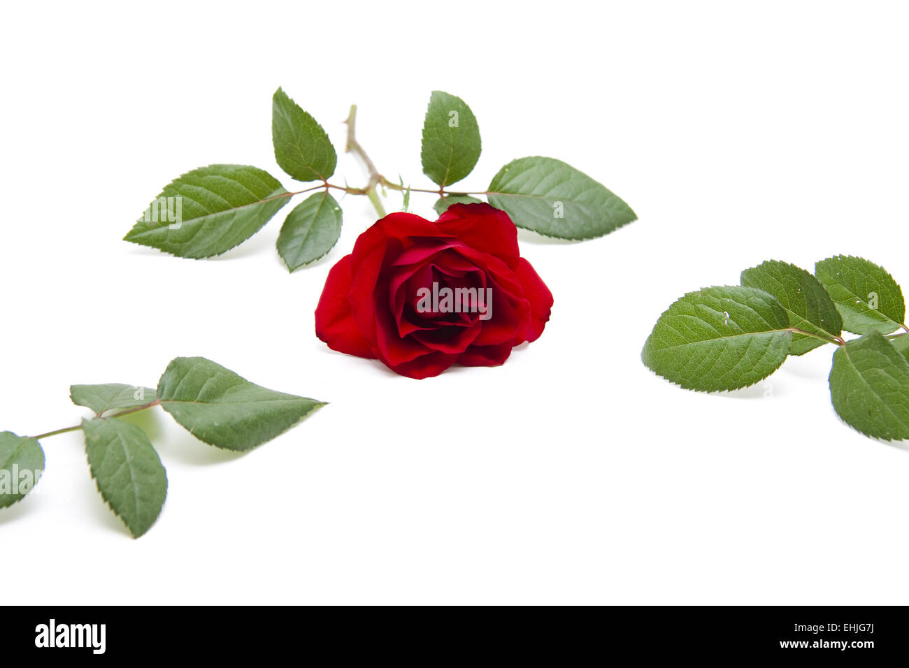 Rosa roja con hojas Foto de stock