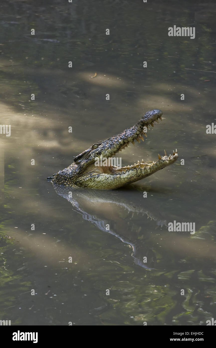 El cocodrilo siamés (Crocodylus siamensis), Foto de stock