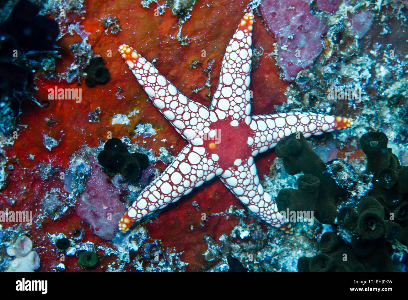 Collar de la estrella de mar Fotografía de stock - Alamy