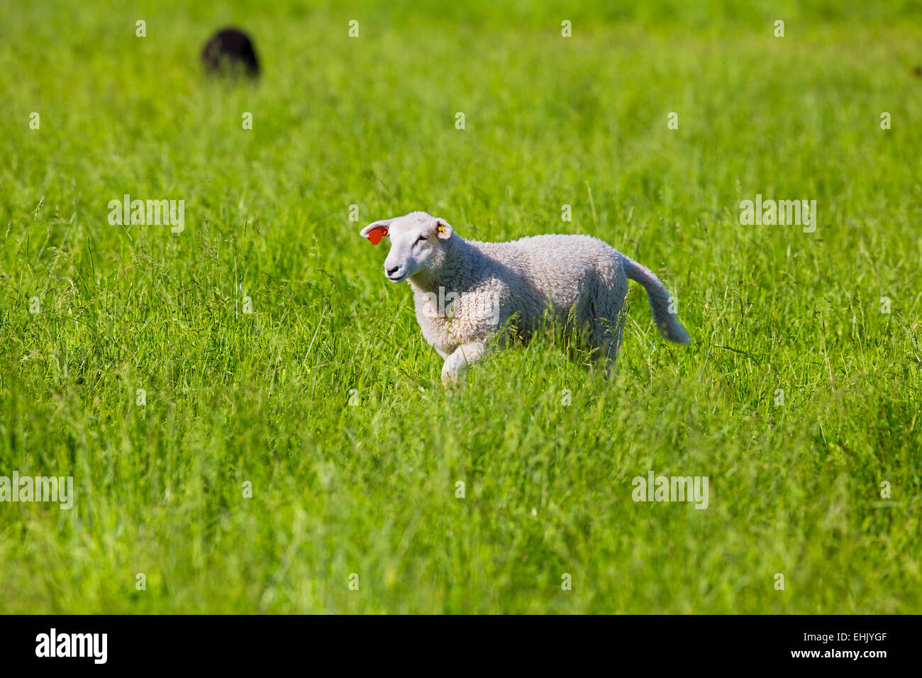 Un lindo cordero / oveja joven camina en un campo verde. Foto de stock