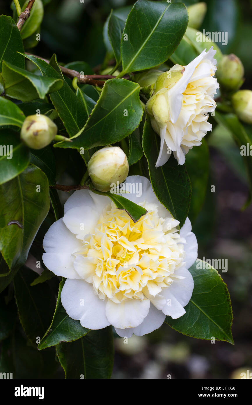 Yellow camelia fotografías e imágenes de alta resolución - Alamy