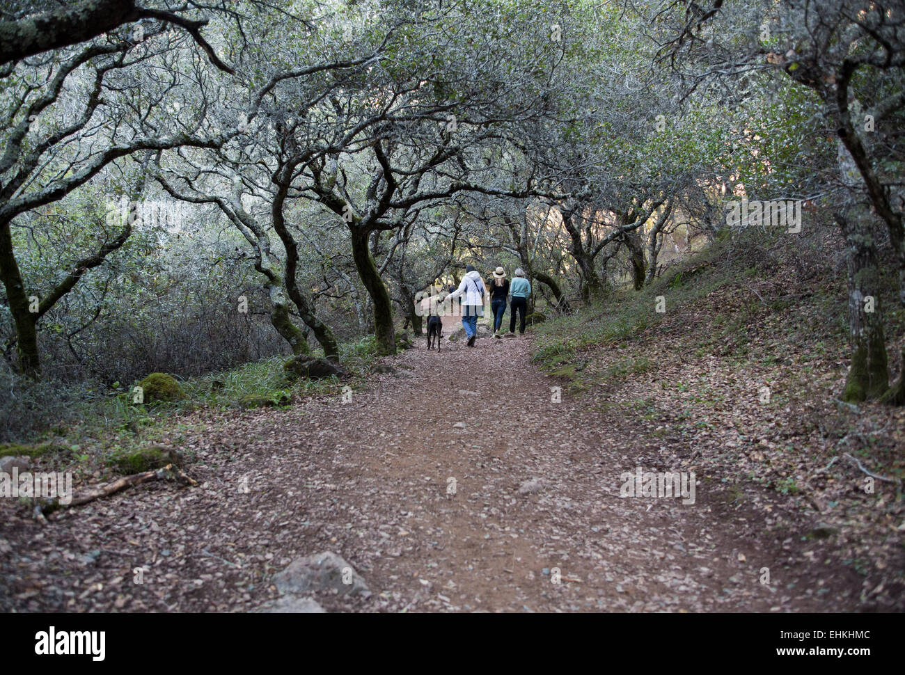 Las personas caminar, senderos, arroyo de San José, cascada, distrito de espacio abierto, Novato, Marin County, California Foto de stock