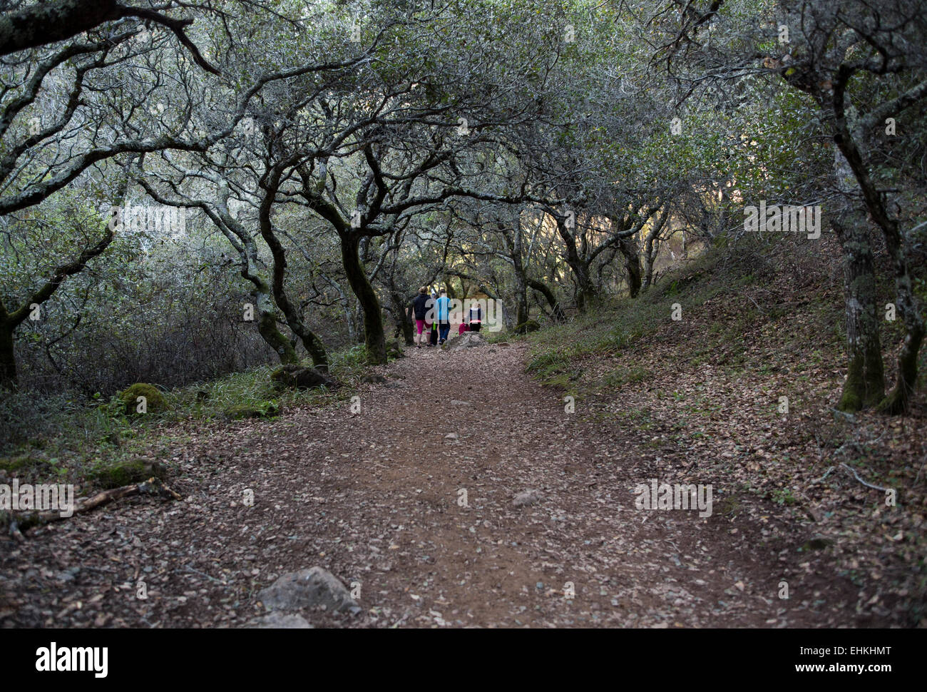 Las personas caminar, senderos, arroyo de San José, cascada, distrito de espacio abierto, Novato, Marin County, California Foto de stock