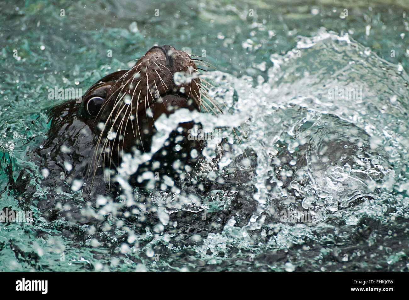 Cabeza de león marino ladrando haciendo divertido jugando alrededor y las salpicaduras de agua. Foto de stock
