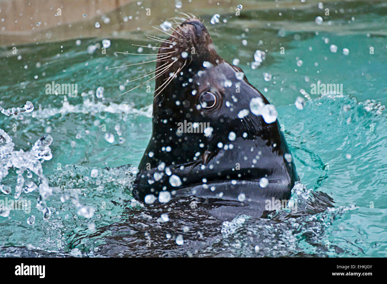 Cabeza de lobos marinos jugando y nadando en el agua Foto de stock