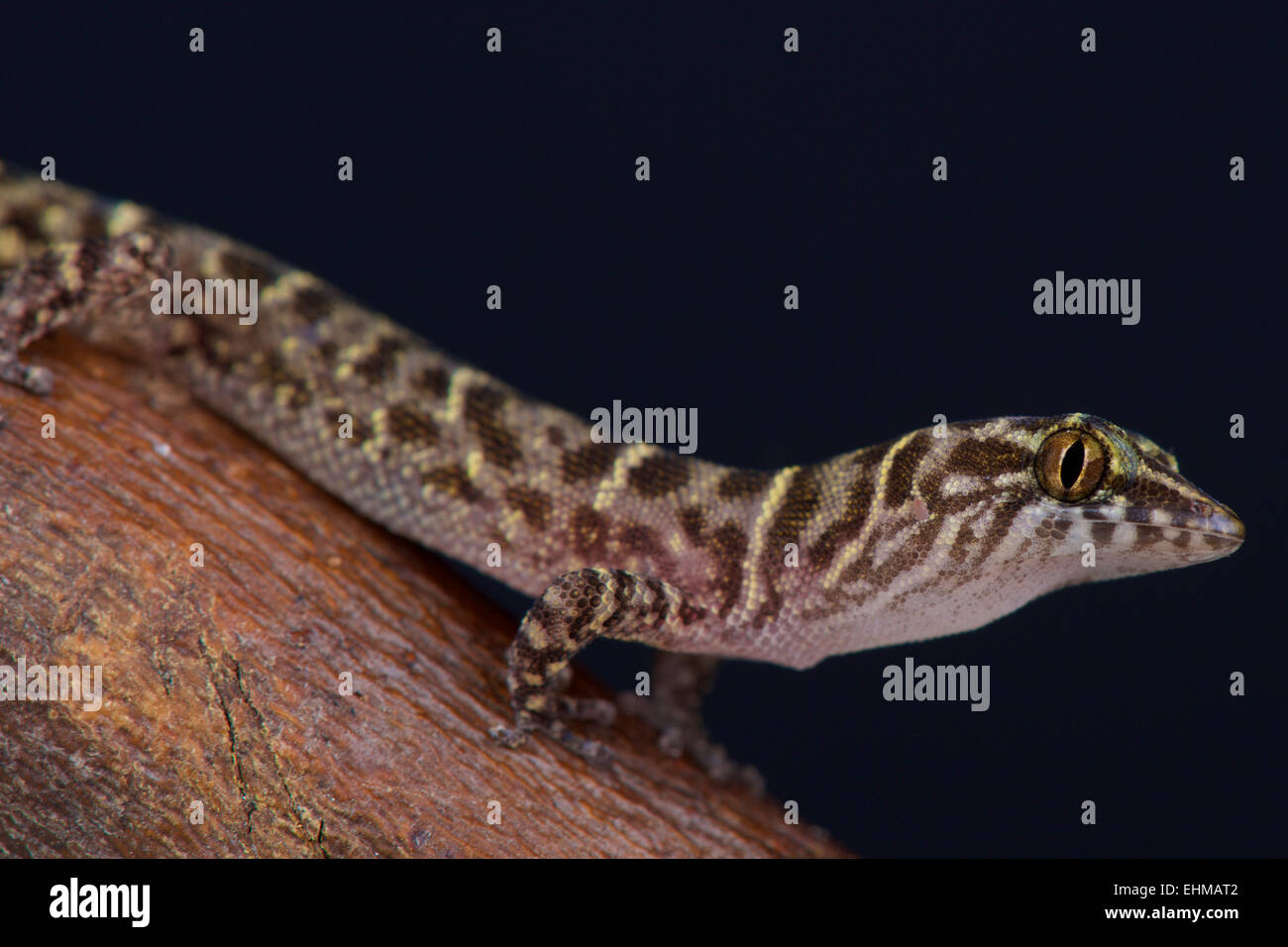 Isla menos Gecko (Sphaerodactylus sputator) Foto de stock