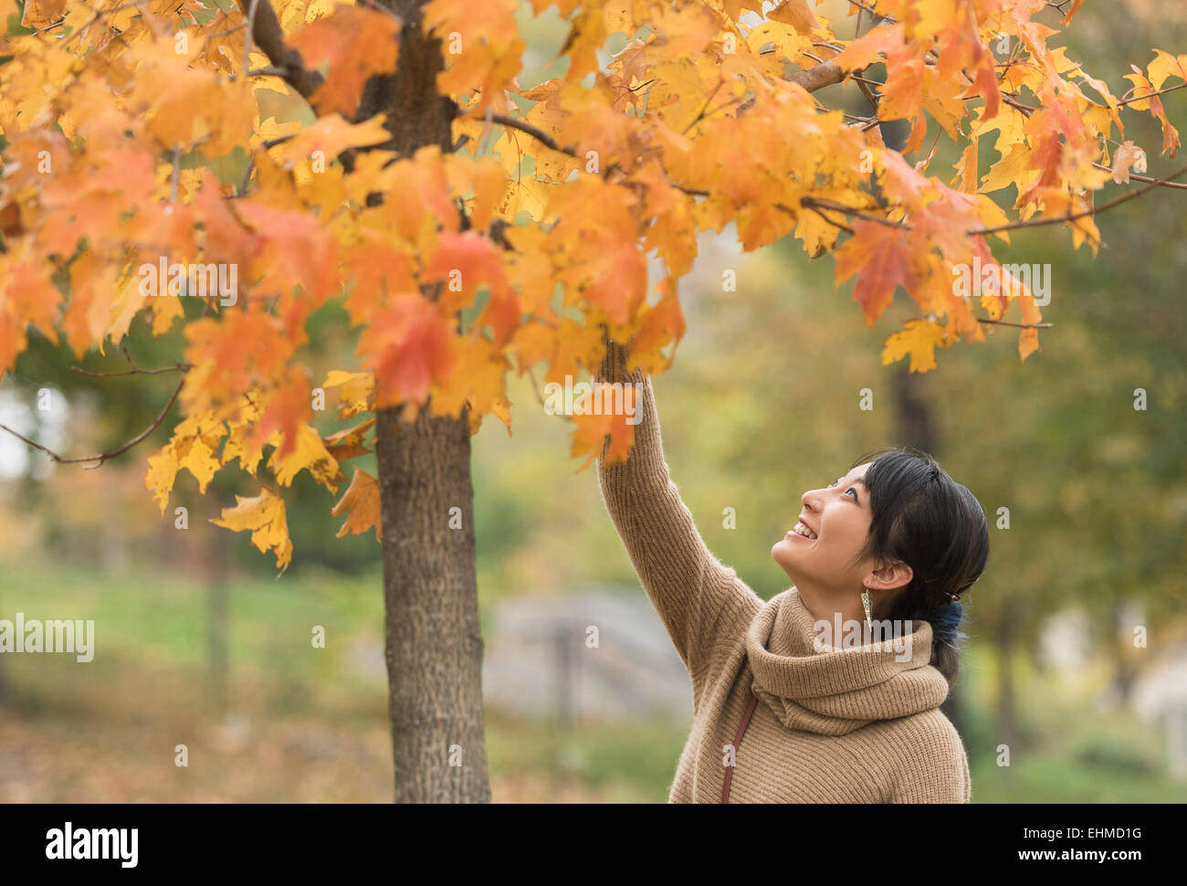 Mujer asiática alcanzar hojas de otoño en el parque Foto de stock