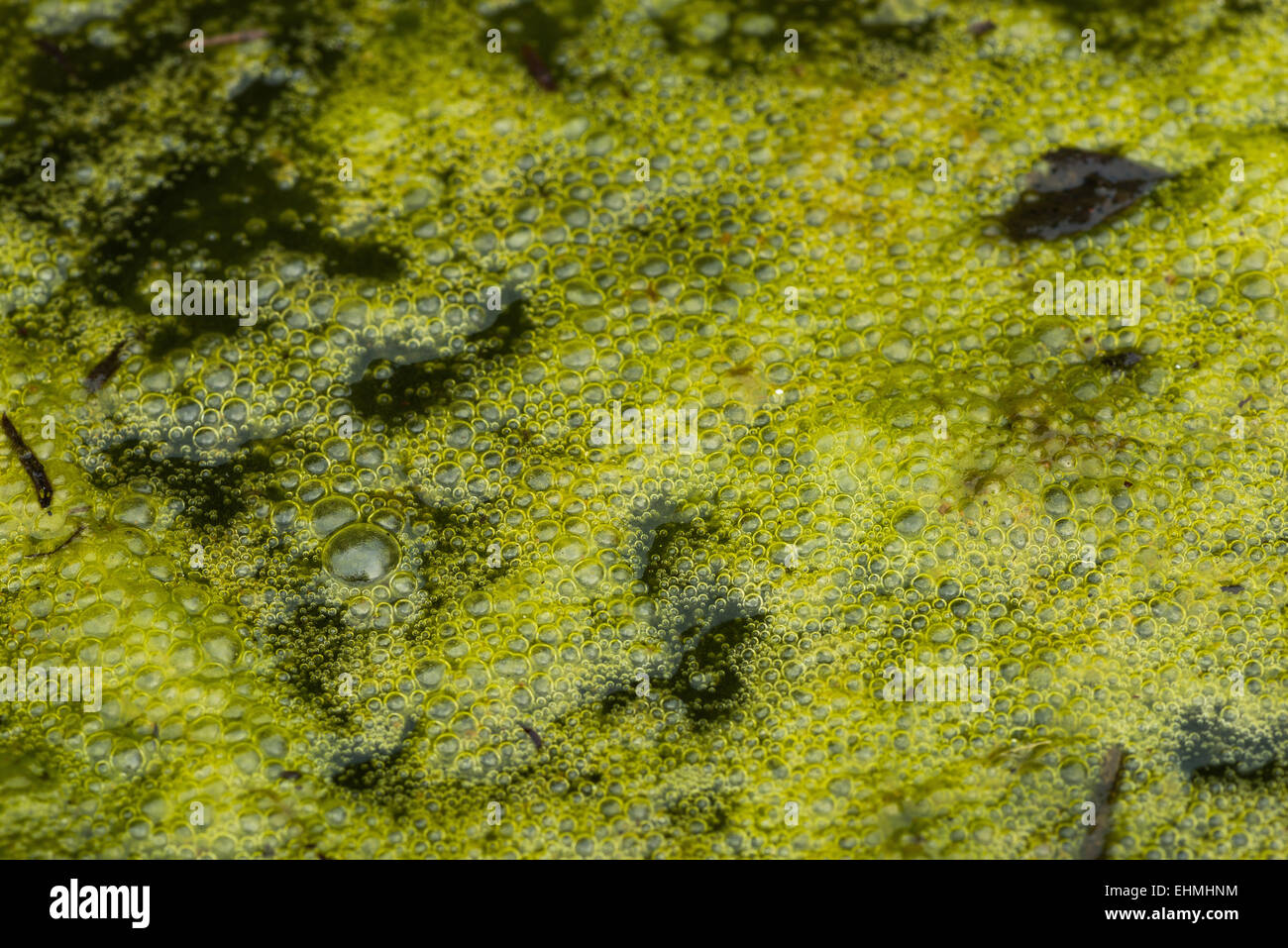 Densa cobertura de algas filamentosas alga verde brillante con masas de burbujas de gas metano atrapado oxígeno vegetación putrefacta debajo Foto de stock