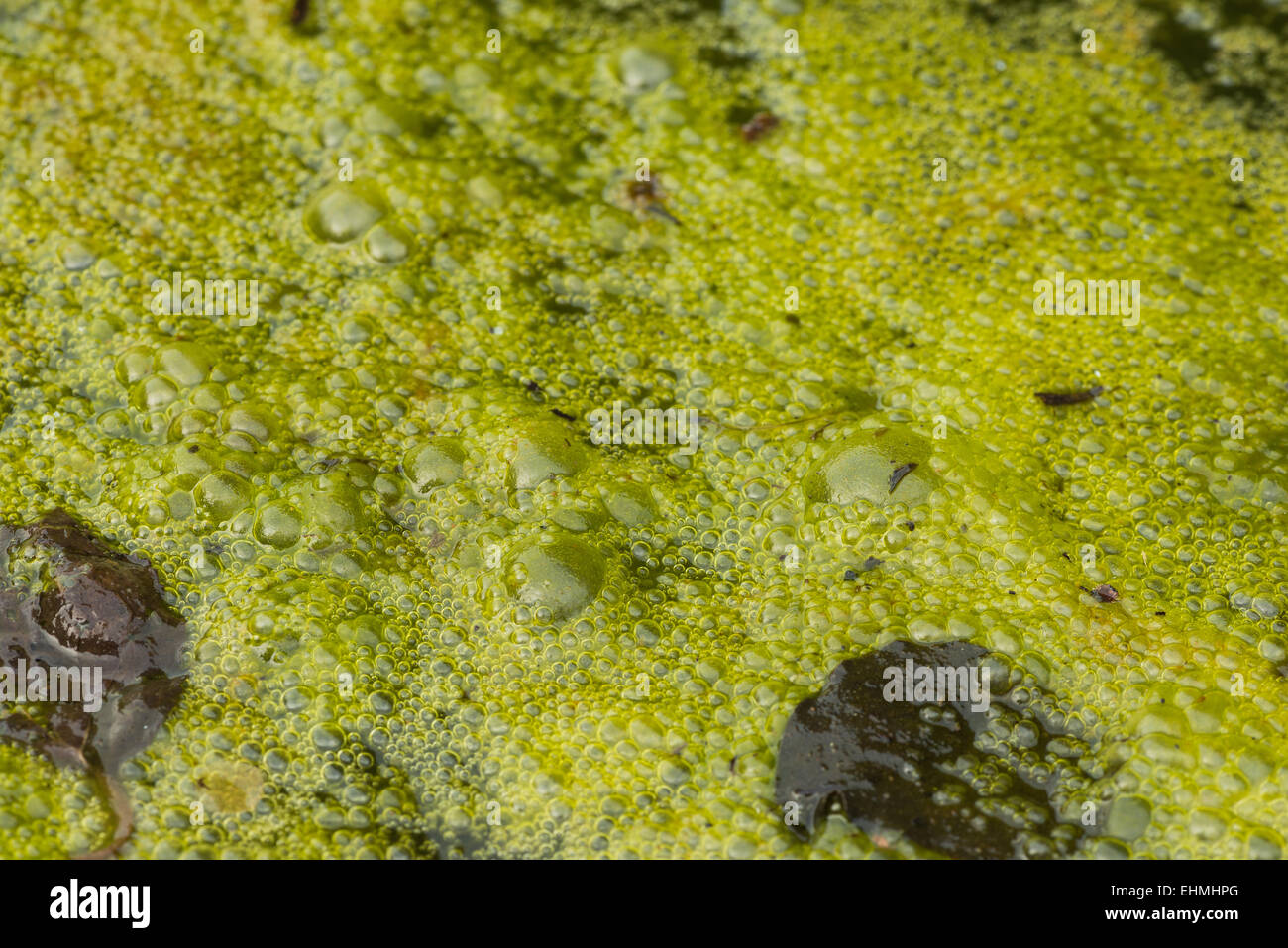 Densa cobertura de algas filamentosas alga verde brillante con masas de burbujas de gas metano atrapado oxígeno vegetación putrefacta debajo Foto de stock