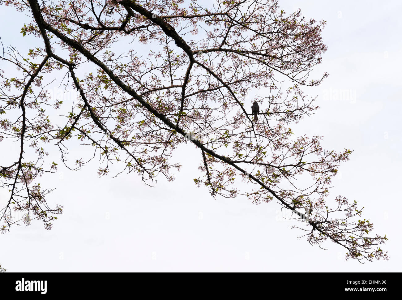 Paseo Del Filosofo Kyoto Japon Un Pajaro Canta Entre Los Cerezos En Flor A Lo Largo De Esta Ruta De Senderismo Popular A Principios De La Primavera Fotografia De Stock Alamy Paseo Del Filosofo Kyoto Japon Un Pajaro Canta Entre Los Cerezos En Flor A Lo Largo De Esta Ruta De Senderismo Popular A Principios De La Primavera Fotografia De Stock Alamy