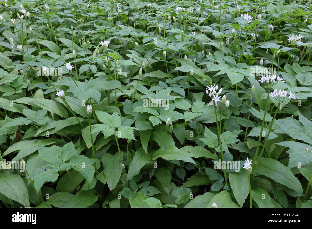 El ajo silvestre, Allium ursinum Foto de stock