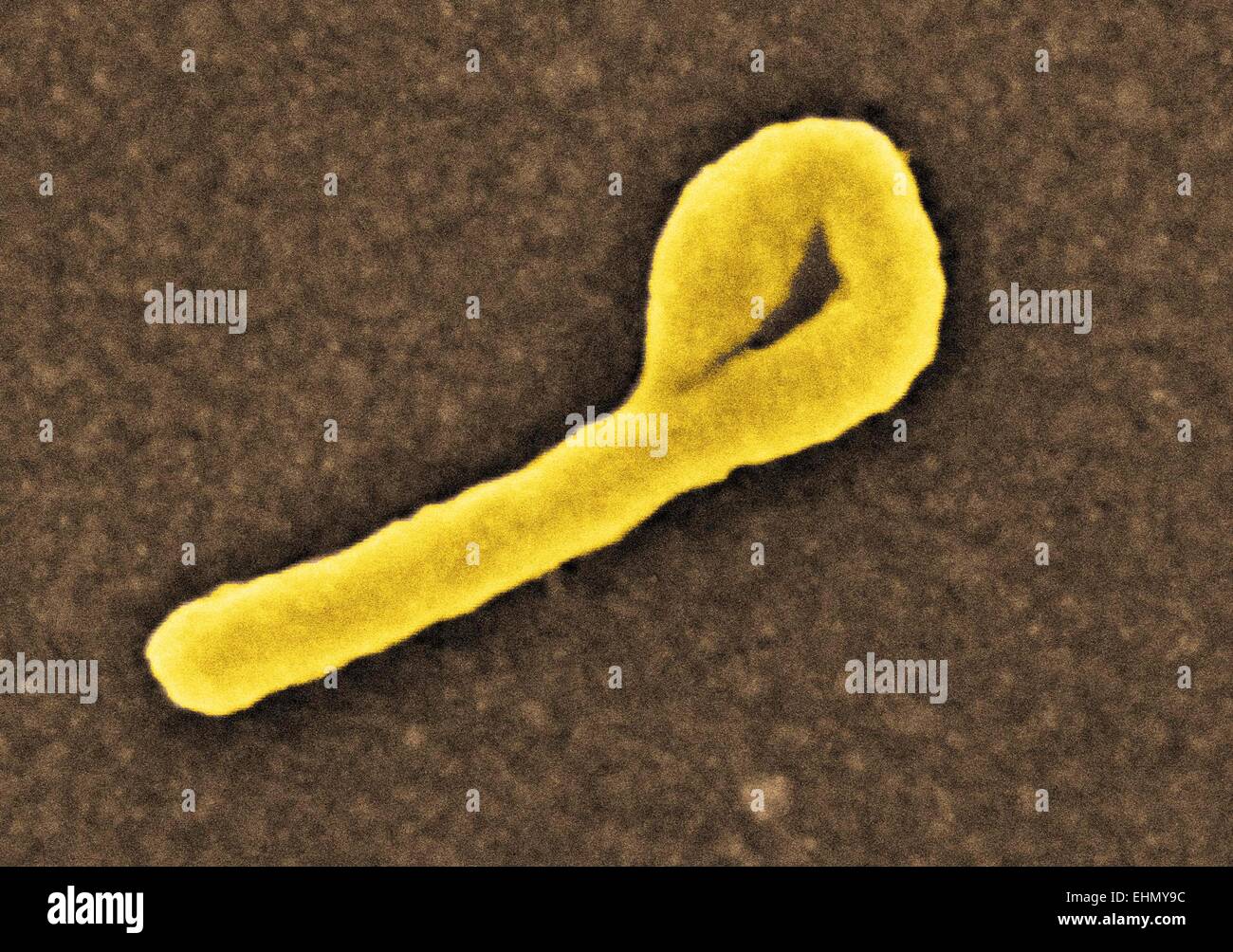 Color análisis micrografía de electrones (SEM) de una partícula de virus del ébola. Foto de stock